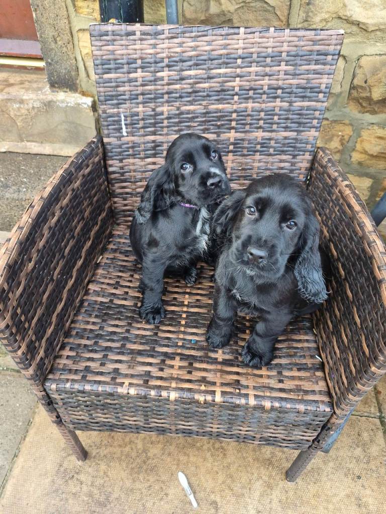 Last 1 left Cocker spaniel pup