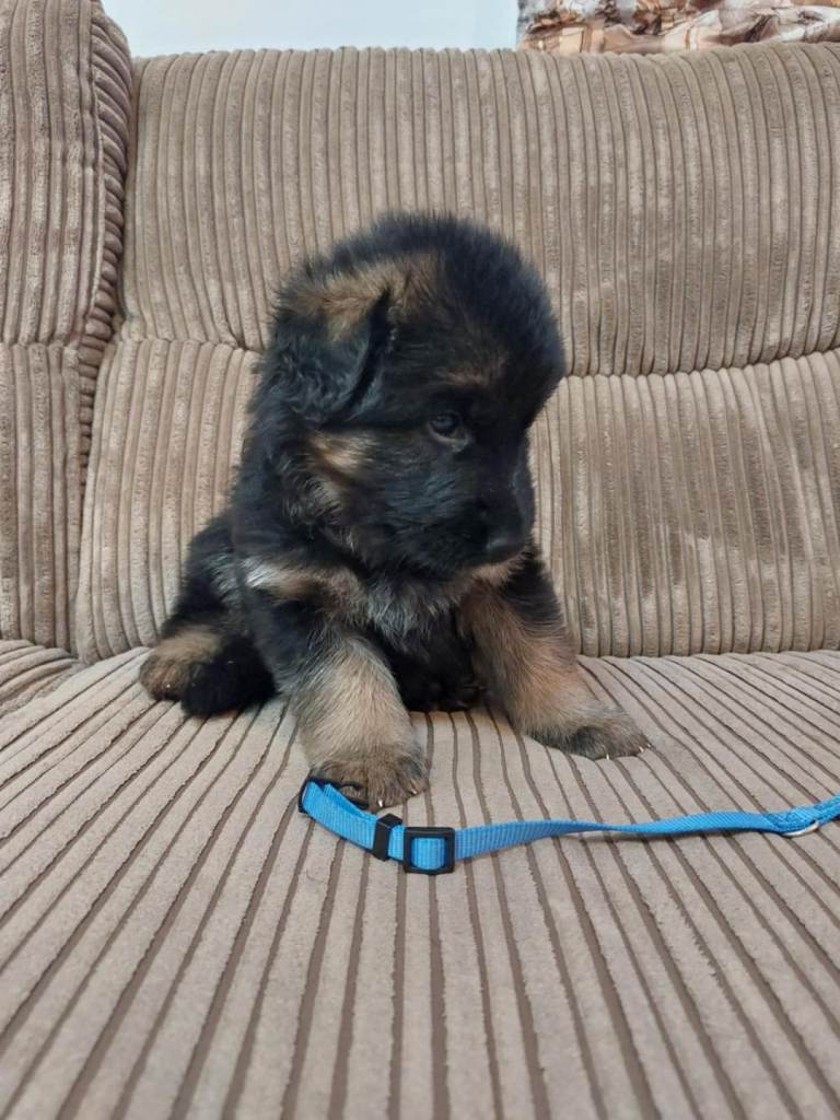 German Shepherd puppies