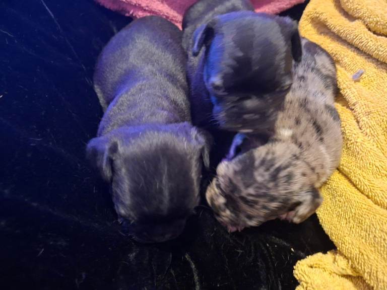 Frug puppies 