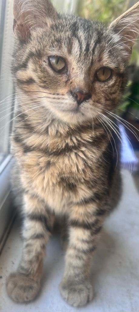 Kitten 