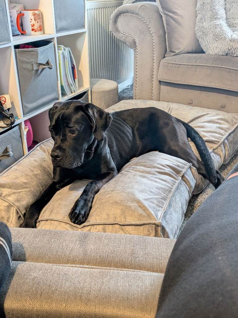 8 month old cane corso puppy