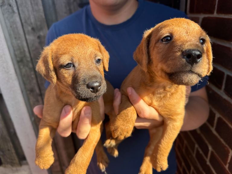 Patterdale Terrier Puppies