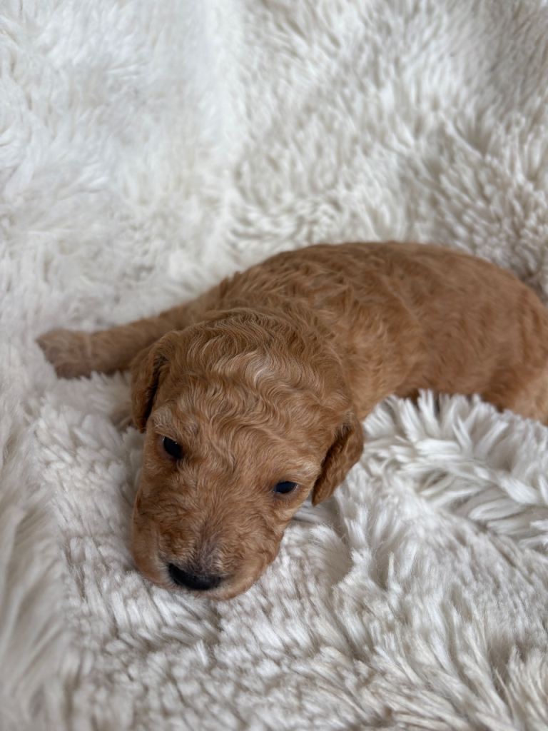 1 beautiful cavapoo puppy looking for her forever home