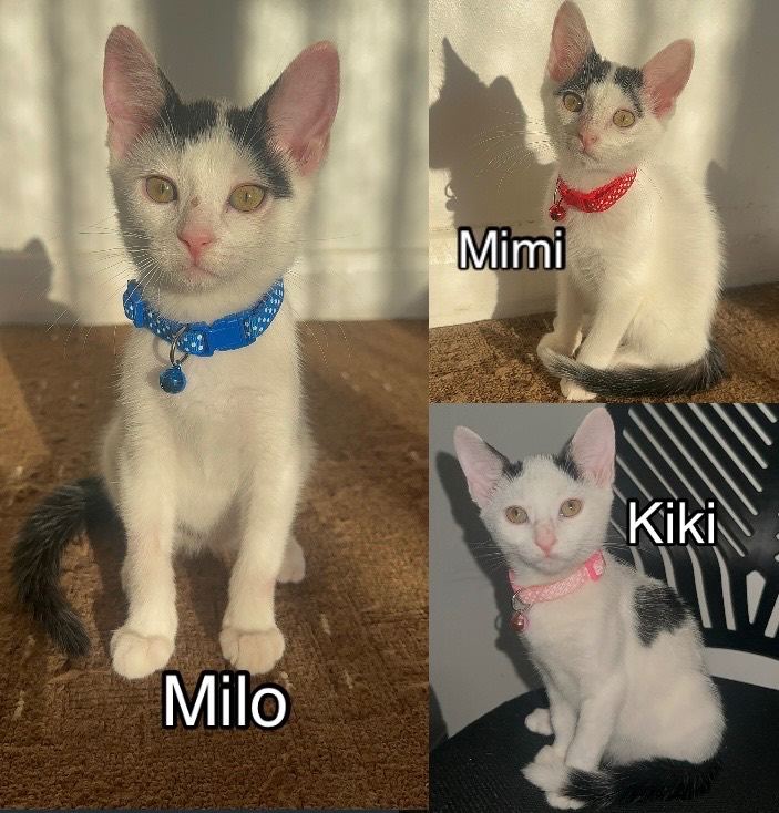 White Black Brown and grey Kittens