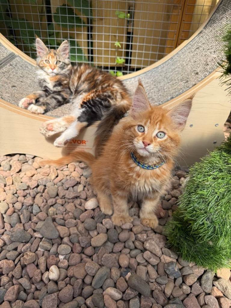 Maine Coon Kittens 🐾