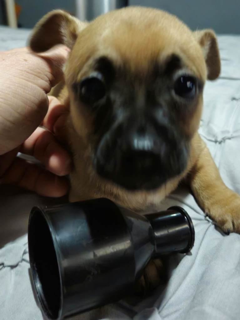 1 male chug puppy looking for forever home