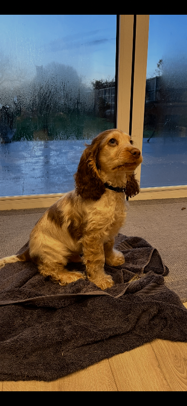 Beautiful male cocker spaniel