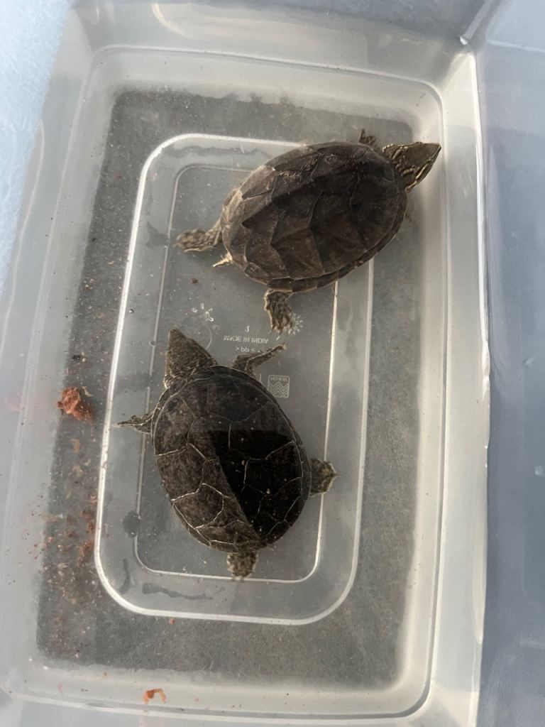 Musk turtles 