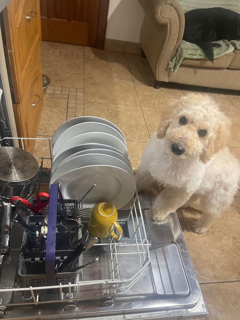 Labradoodle Puppy for sale