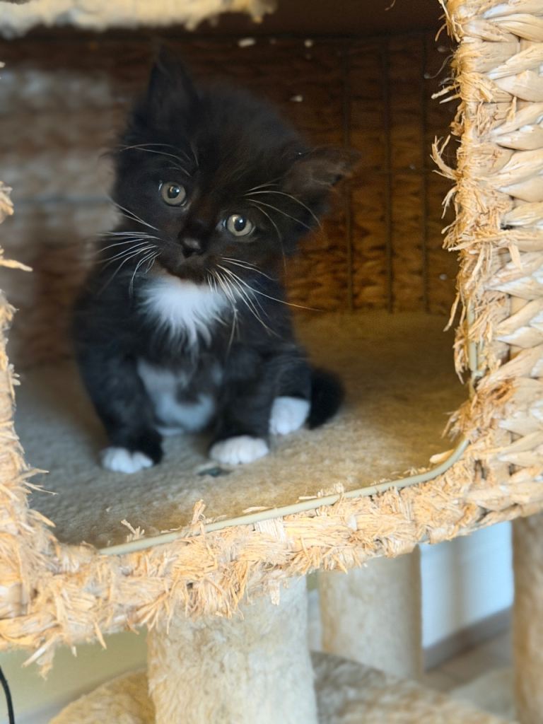 Beautiful Kitten