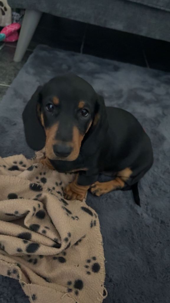 KC Standard Dachshund  male