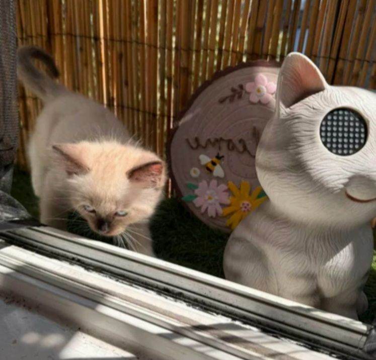 Kitten