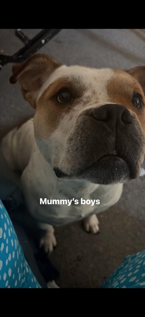 American bulldog 17months old 