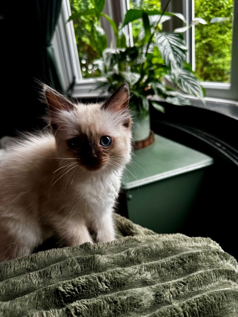 Ragdoll kittens