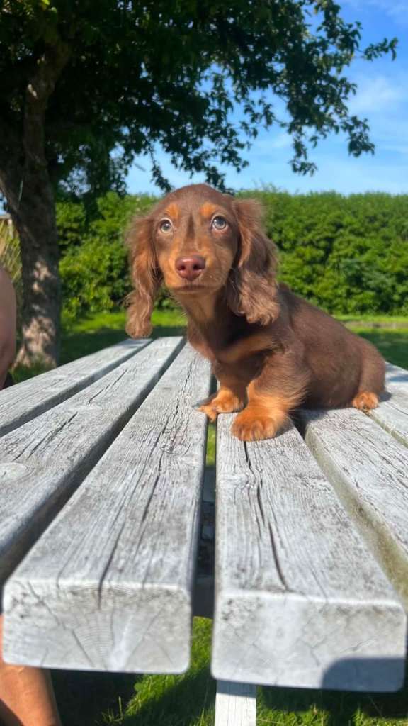 📢 REDUCED✨️KC registered Stunning Longhaired Miniature Dachshund Boys – KC Registered – Ready Now