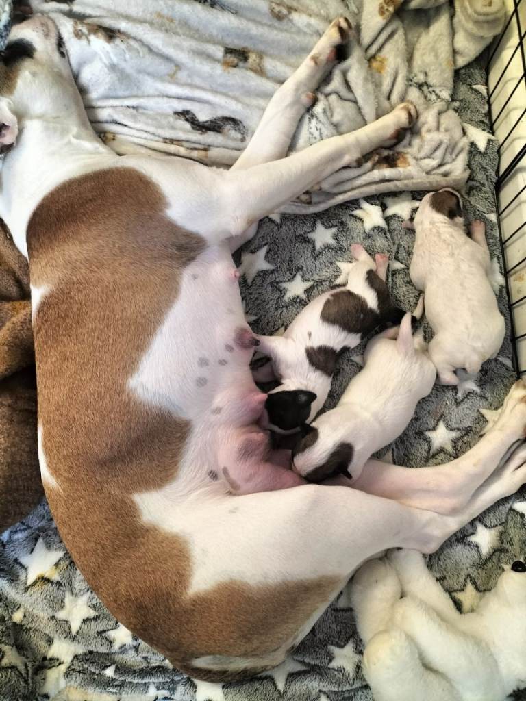 1 PUPPY LEFT READY TO LEAVE 