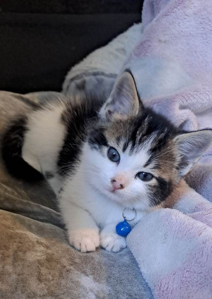 Kitten female 10weeks old