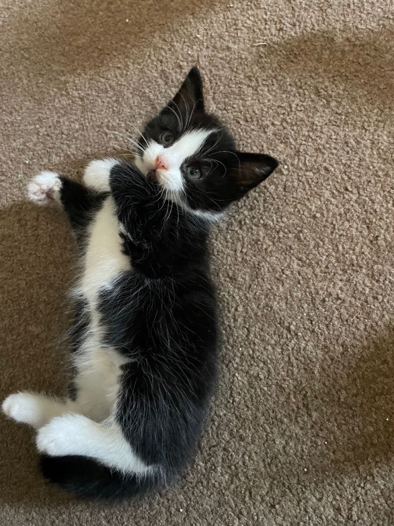 Kittens for sale