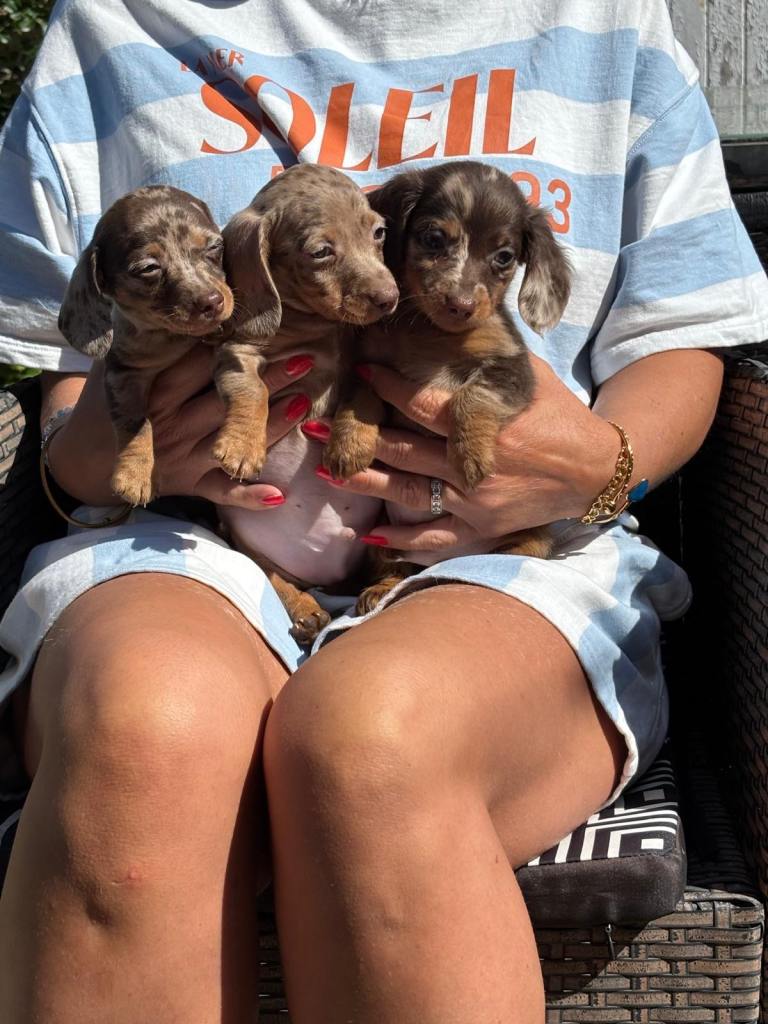 Miniature Dachshund puppies