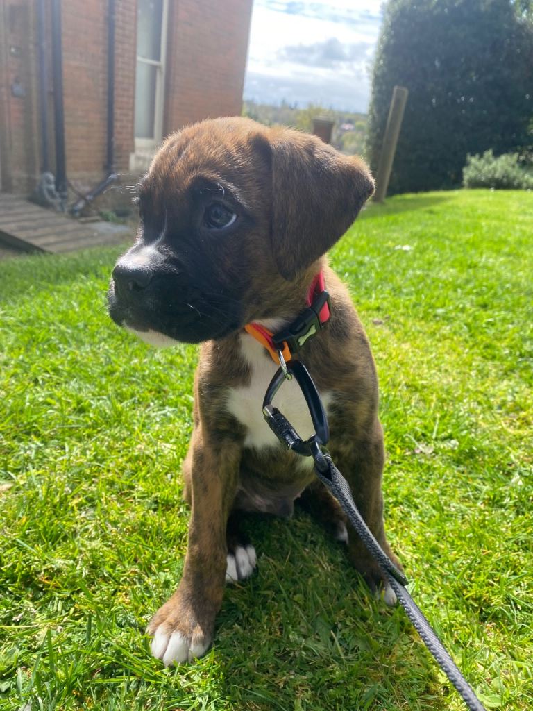 🐾 Boxer cross Puppies – Home Reared with Natural Diet & Holistic Care (4 Boys Available)