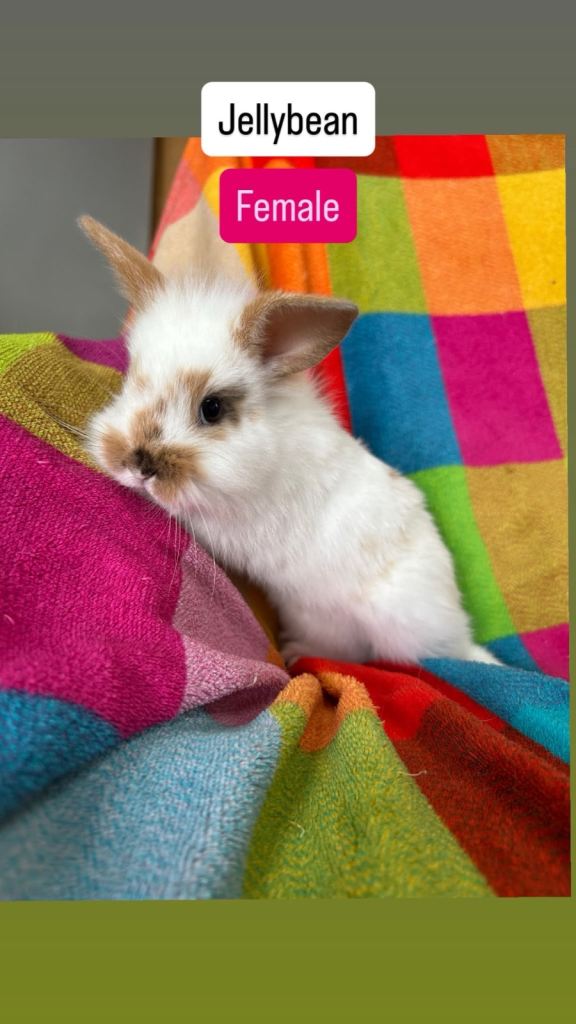 Baby Rabbits 