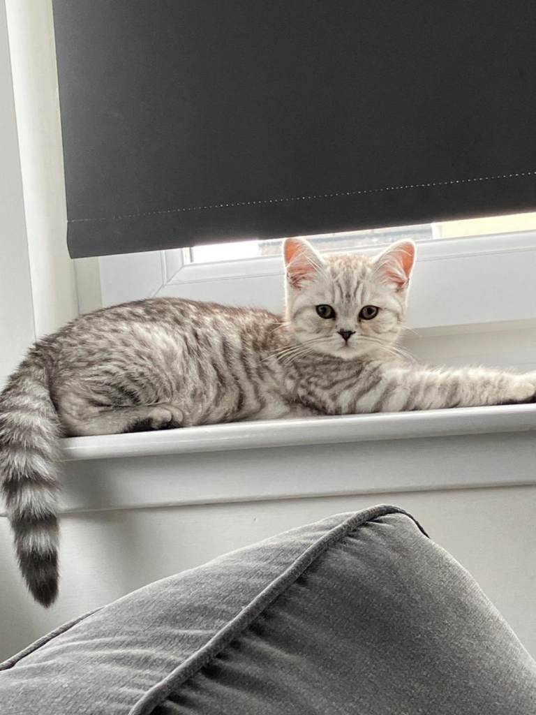  exceptional  silver spotted