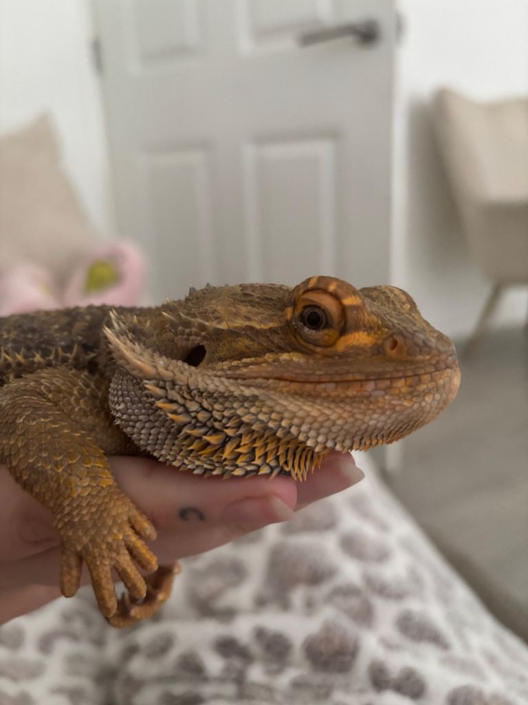 Bearded dragon 