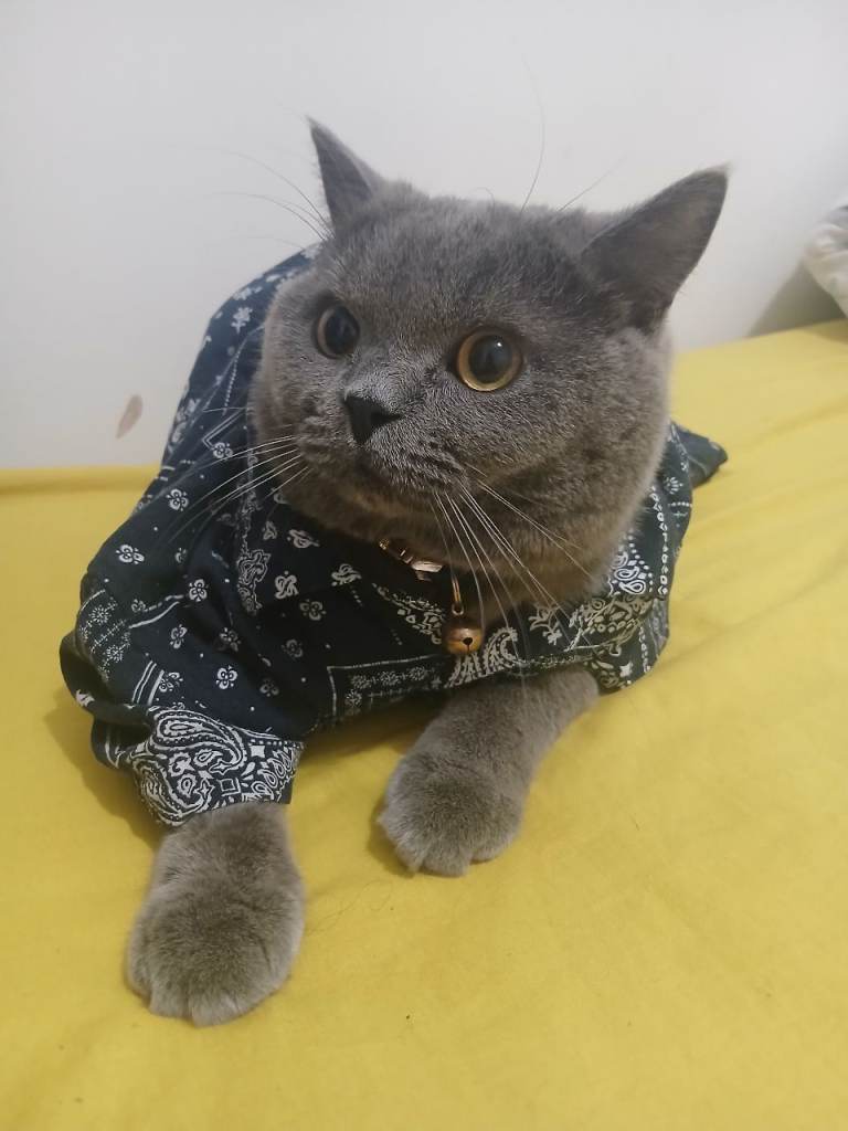 British short hair cat 