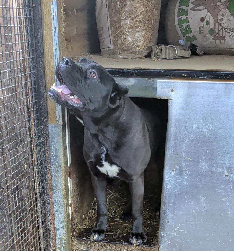 Female Mastiff 14 months old