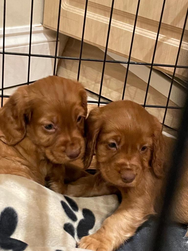Cocker spaniel puppys