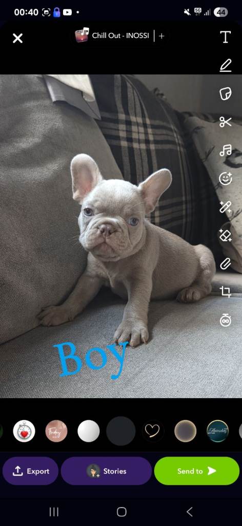 STUNNING LITTLE FRENCH BULLDOG 