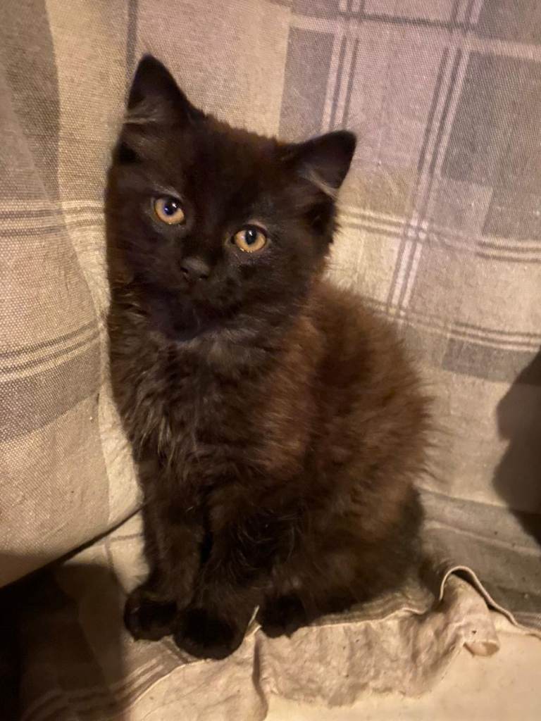 2 gorgeous lil babys ready for their forever home