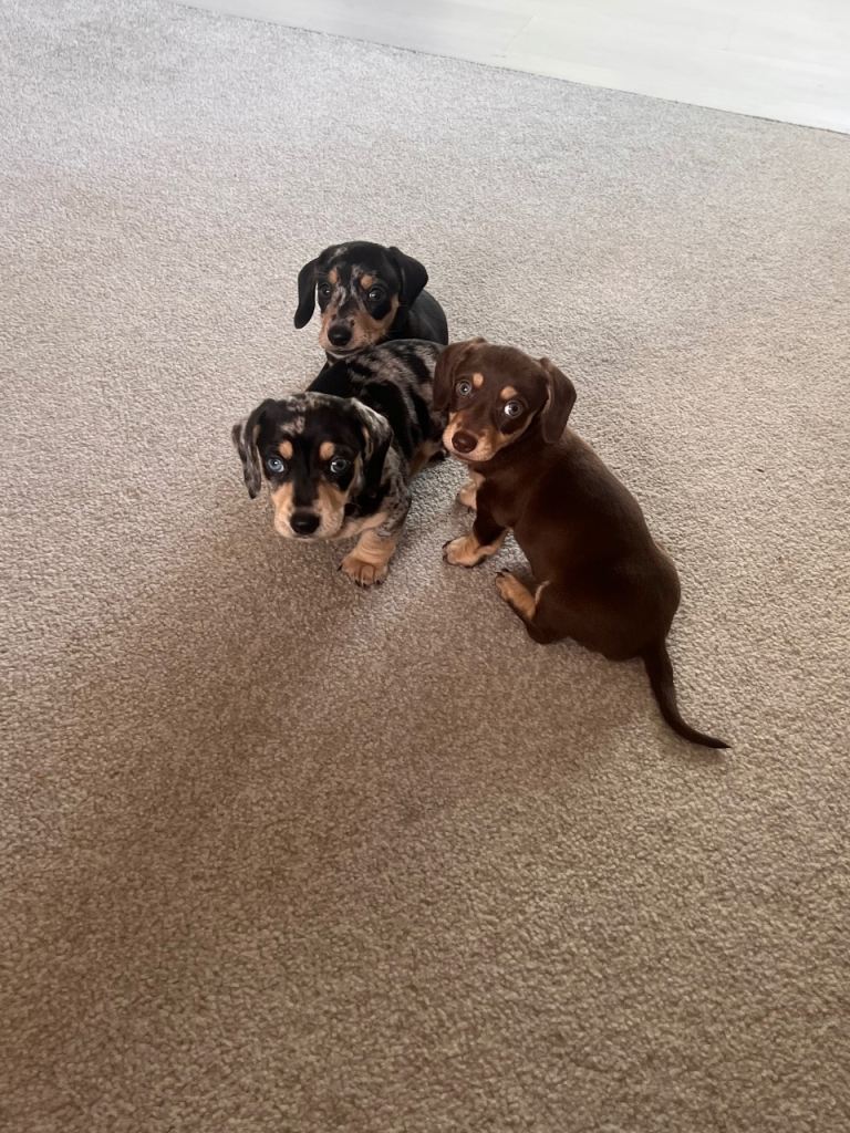 KC reg miniature dachshund puppies looking for forever homes 