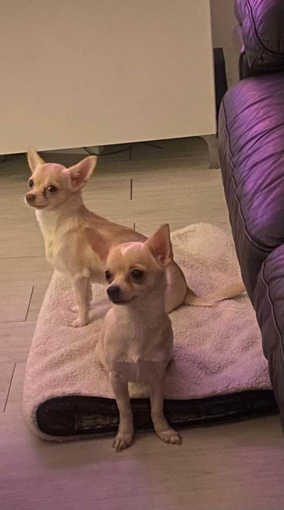 Beautiful Chihuahua Puppies – Must Be Rehomed ASAP