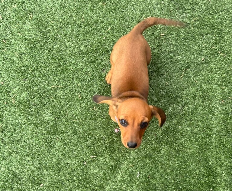 READY TO LEAVE NOW x1 Miniature Dachshund 