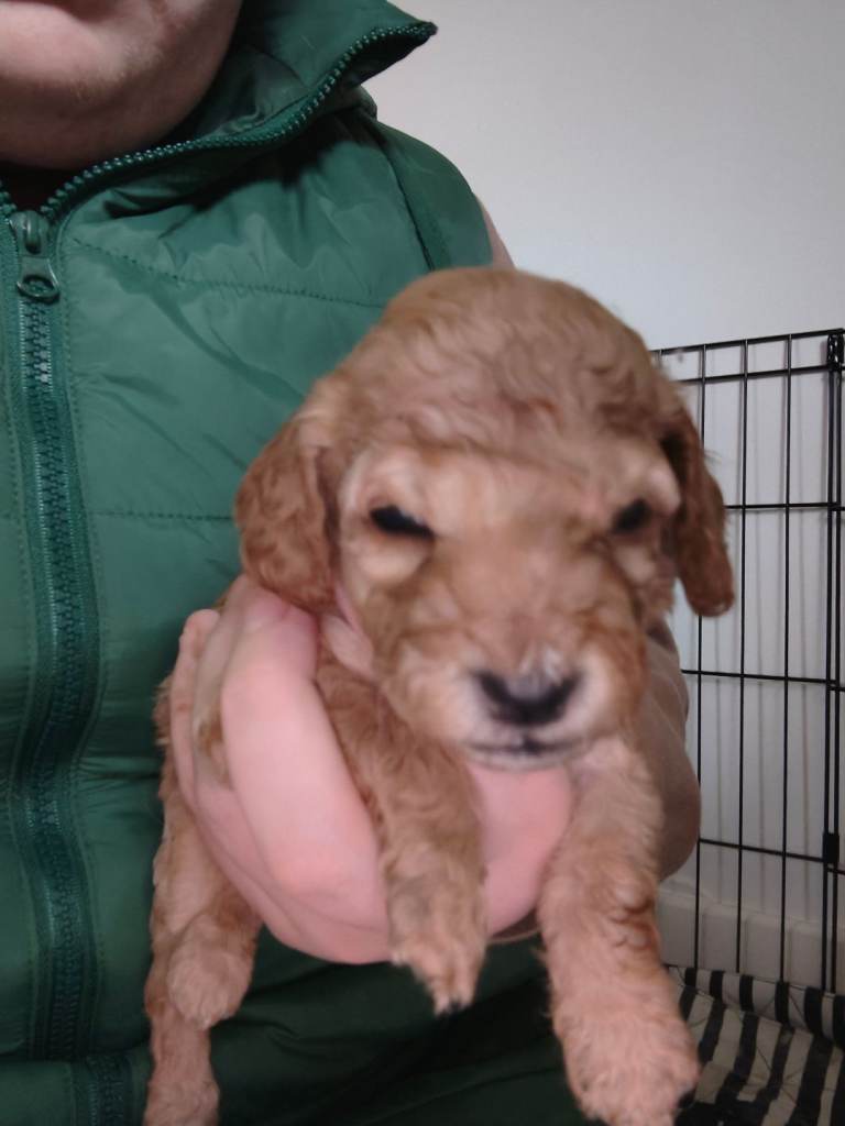 Cockapoo puppies 