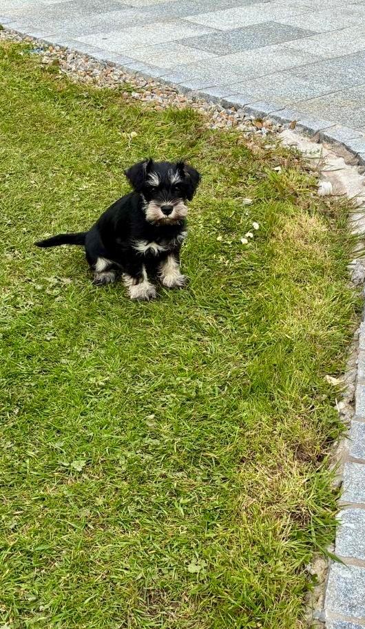 Miniature schnauzer female 