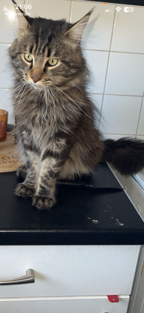 Bueatiful Mainecoon 