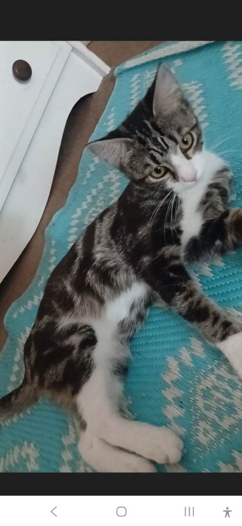 3 adorable and lovely siblings looking for new home 