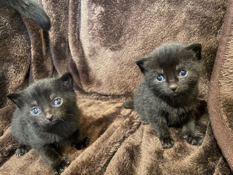 Kittens for sale 