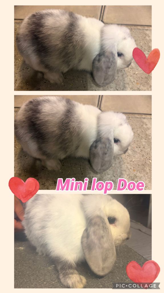 Beautiful Mini Lop Doe Rabbits Looking for a New Home