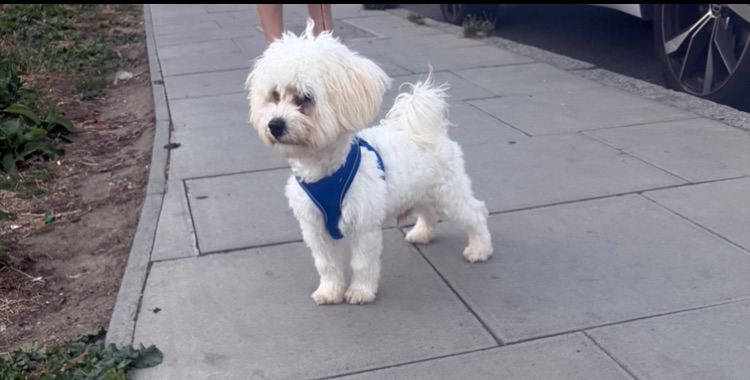 Bichon frise boy for sale 