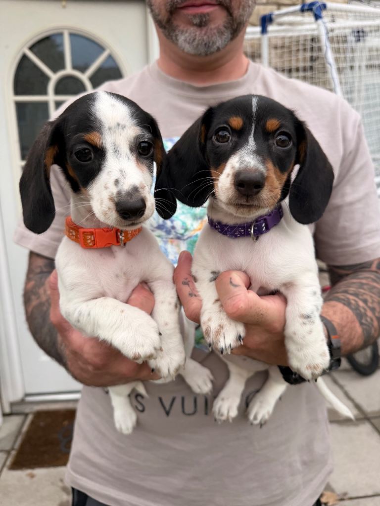2 piebald girl miniature dachshunds available 