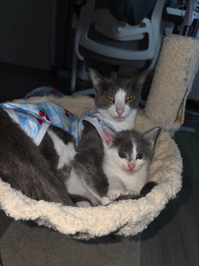 Maine Coon x Oriental Shorthair 