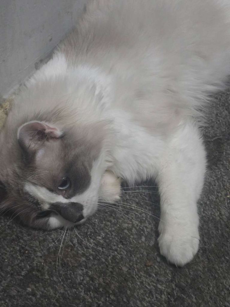 Ragdolls