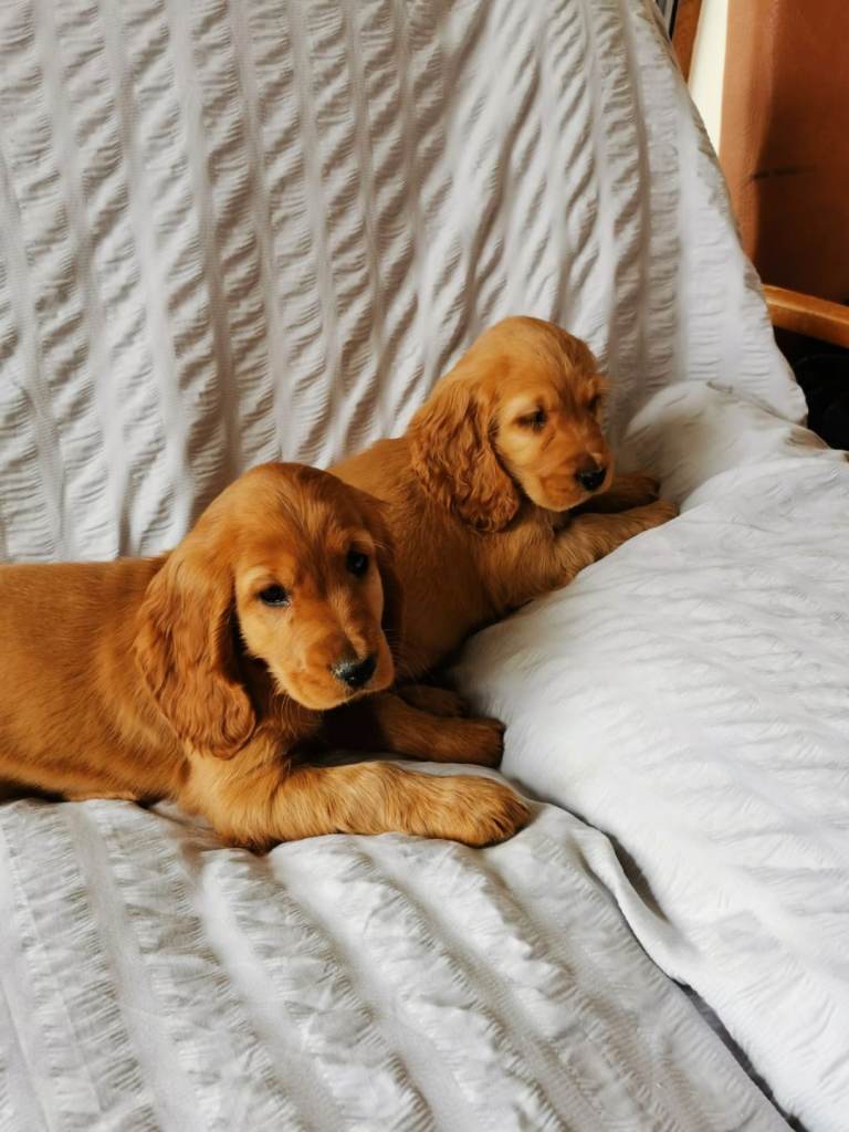 Show type Golden Cocker Spaniel pups