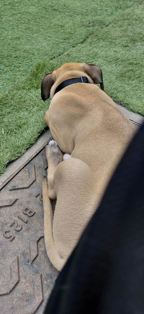 American bulldog