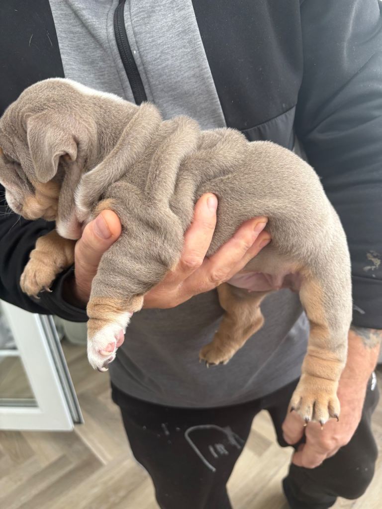 English bulldog puppy