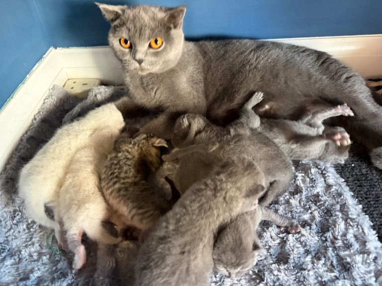 BSH kittens 
