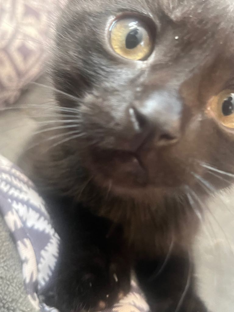 Adorable kitten available